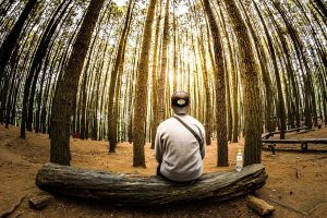 In The Woods image: