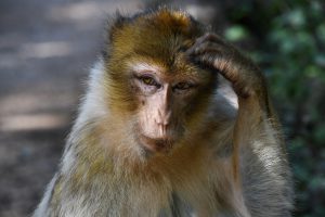 The Suitcase Entrepreneur - Monkey scratching head